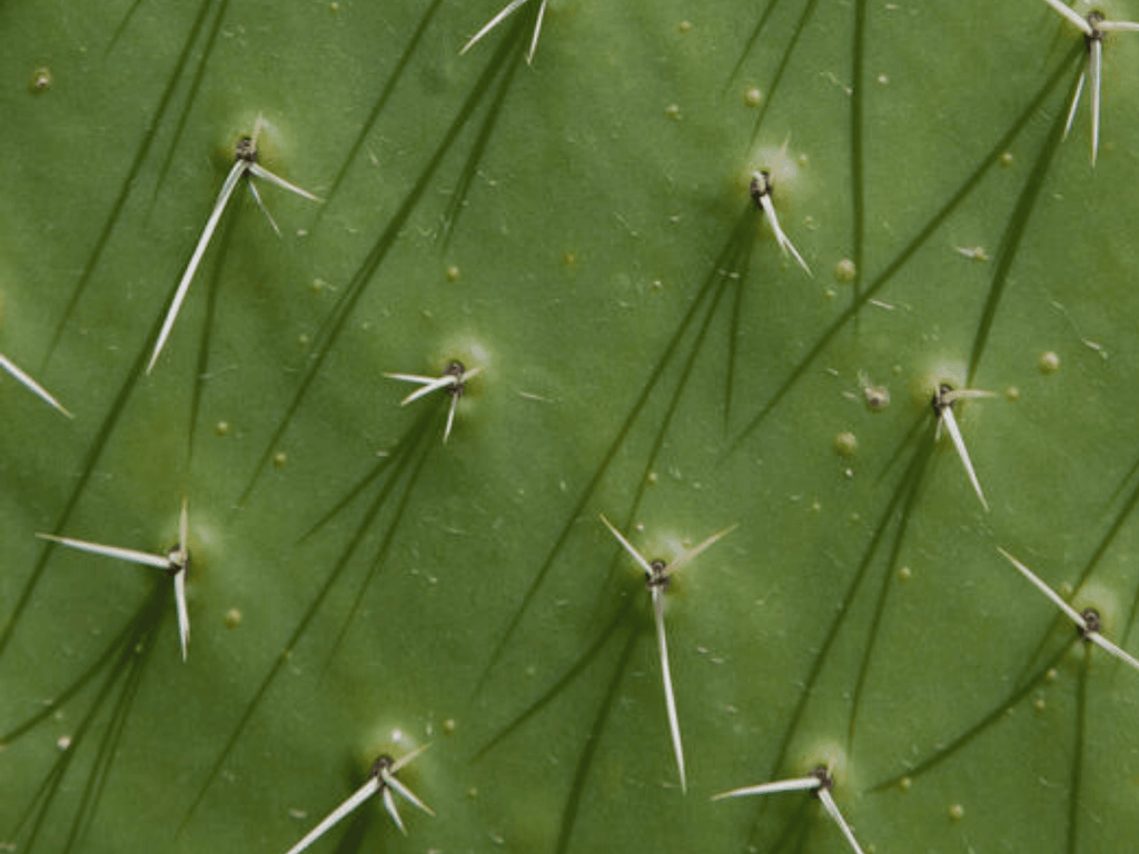 PIEL DE NOPAL: Todo sobre esta alternativa sustentable