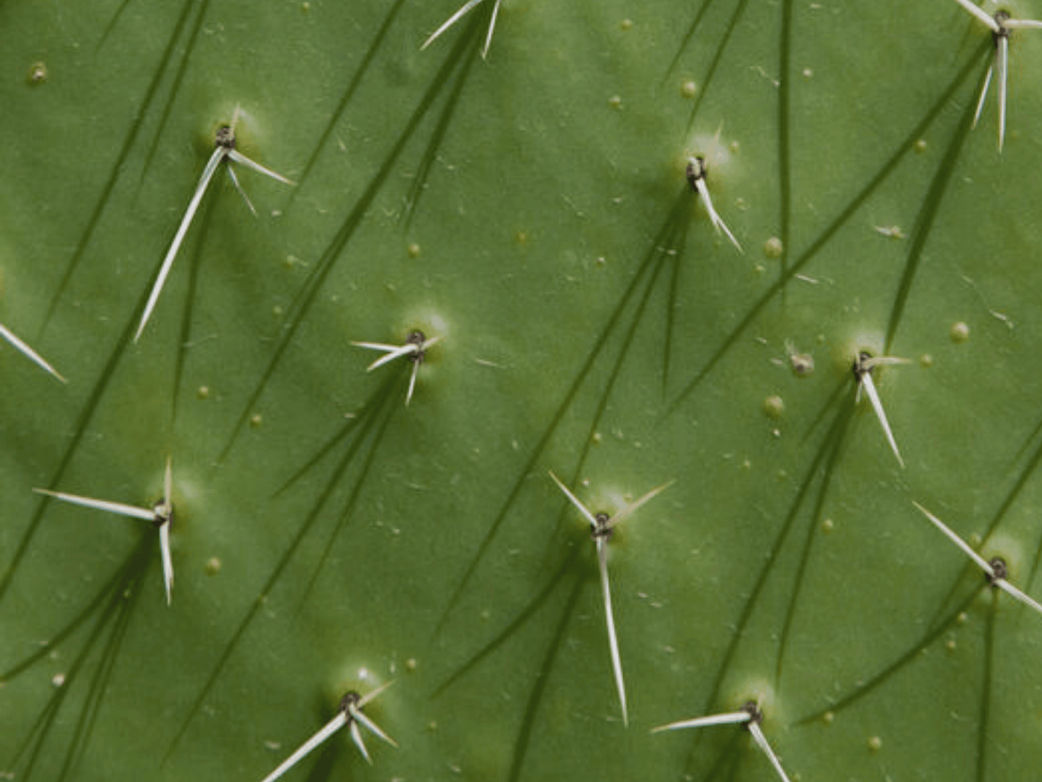 PIEL DE NOPAL: Todo sobre esta alternativa sustentable