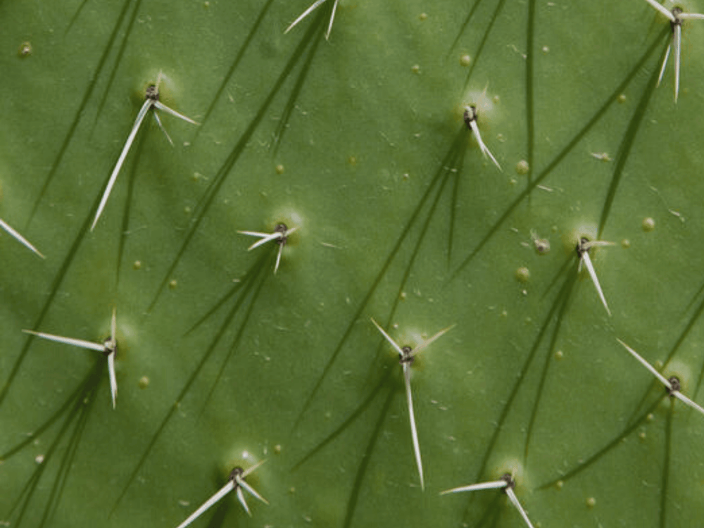PIEL DE NOPAL: Todo sobre esta alternativa sustentable